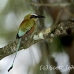 motmot_browed_turquoise_tar_h_0726_cos1059.jpg
